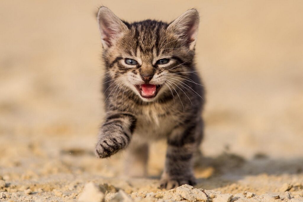 gattino lasciato da solo