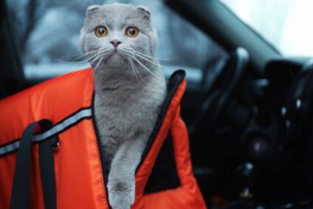 gatto nel kennel in auto