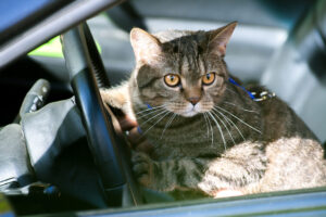 5 cose da fare se vedi un gatto chiuso in auto sotto il sole rovente