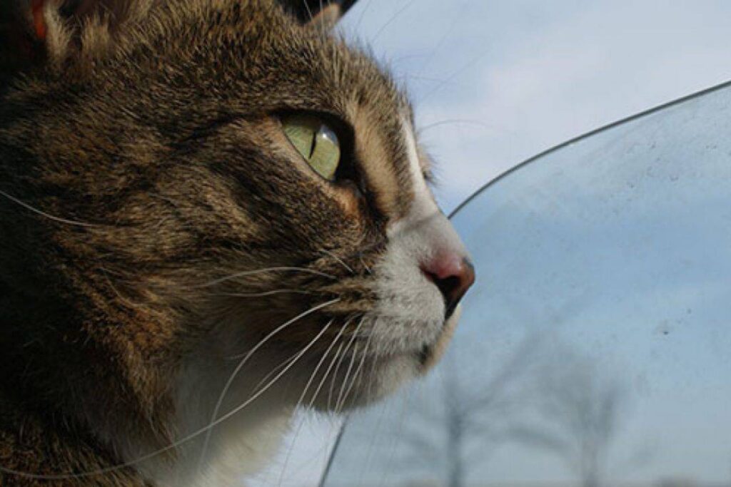 gatto in macchina con il finestrino aperto