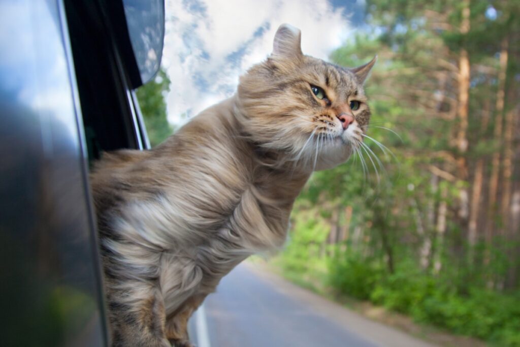 gatto viaggia in auto