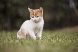 15 cose da sapere sui gattini, che nessuno vi ha detto finora