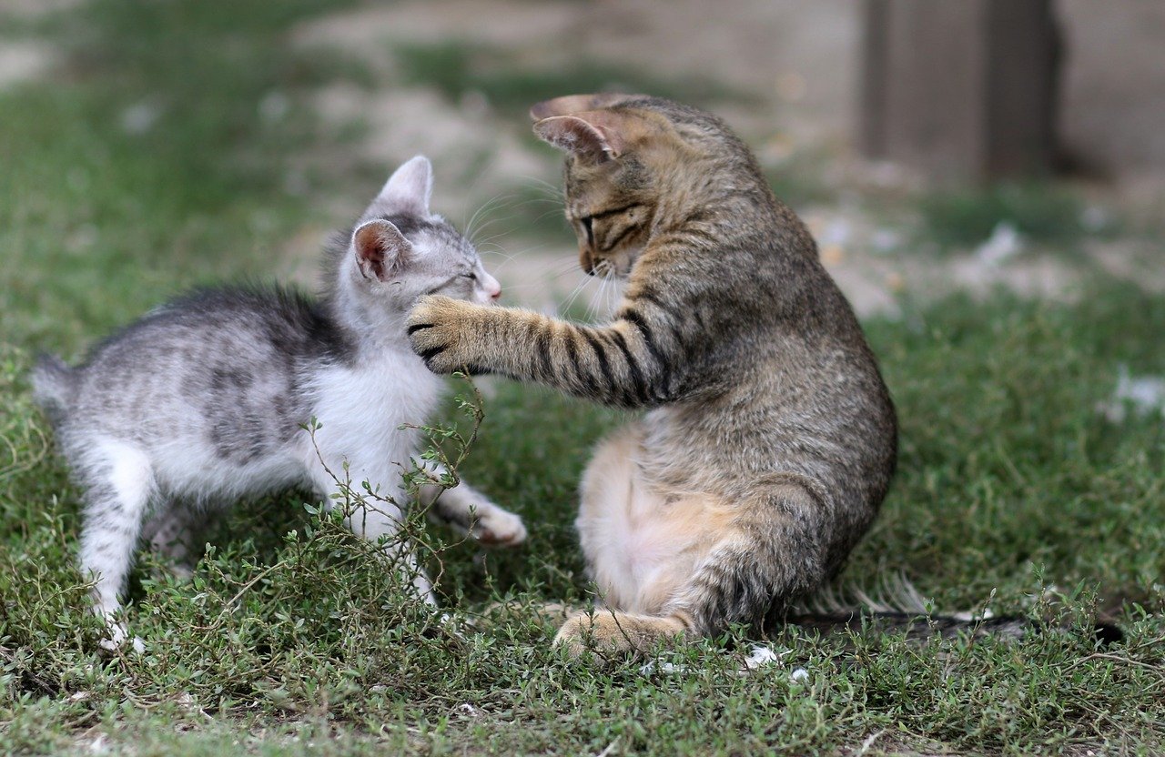 gatti che giocano