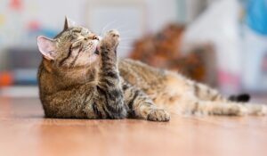 6 cose che devi assolutamente sapere per difendere il tuo gatto dal caldo estivo