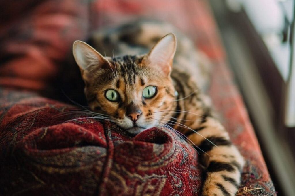 gatto sul divano