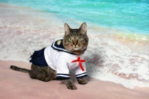 gatto travestito da marinaio
