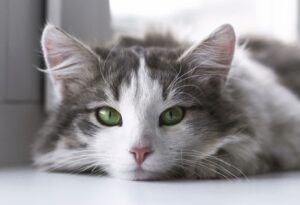 Da che mondo vieni? 8 foto di gatti che non sono di questo pianeta