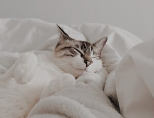 Dormire con il gatto: 5 sorprendenti benefici che puoi trarne