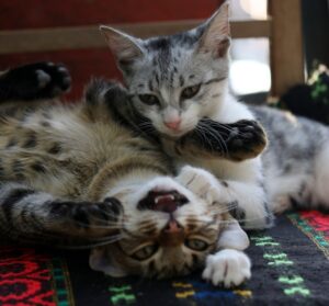 Cane aizzato contro gattini indifesi e senza colpe