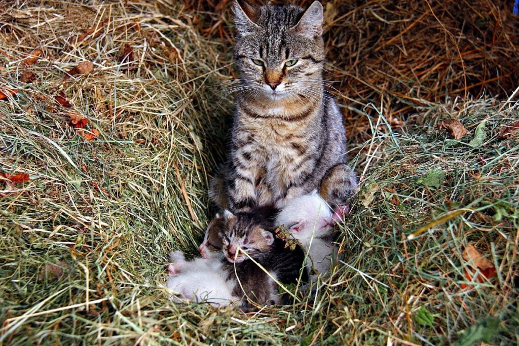 mamma gatta e cuccioli in giardino