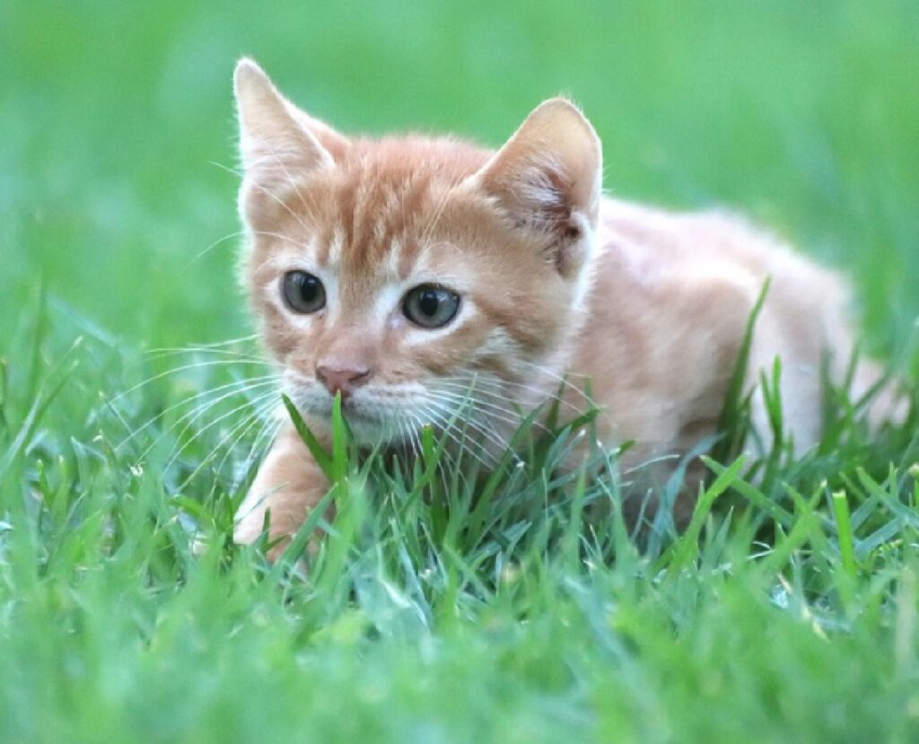 gatto gioca nel giardino casa