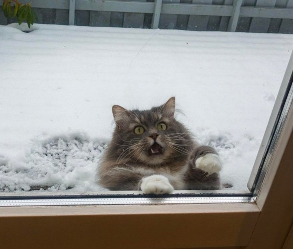 gatto vuole tornare in casa