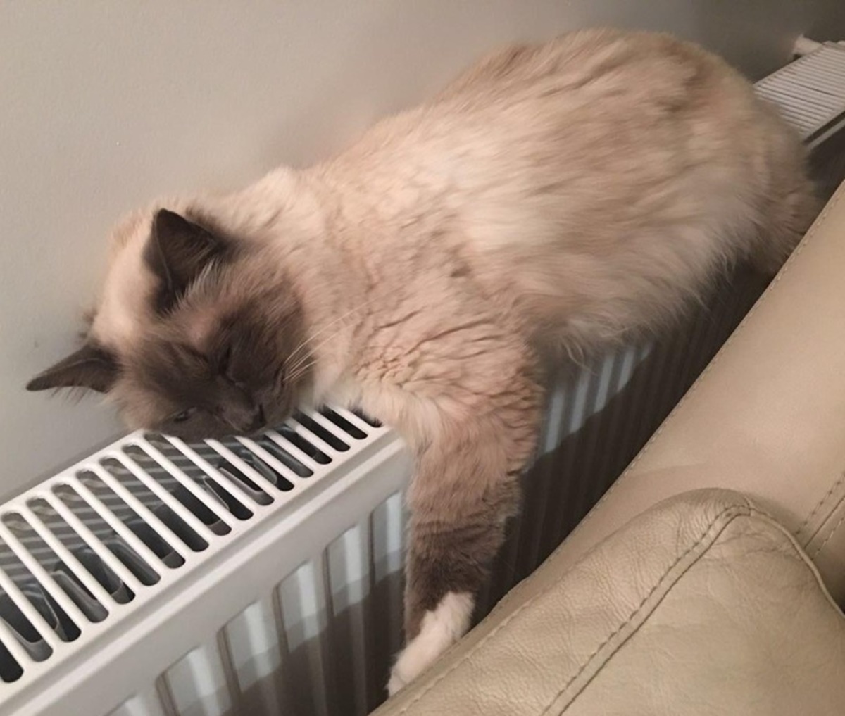 gatto termosifone