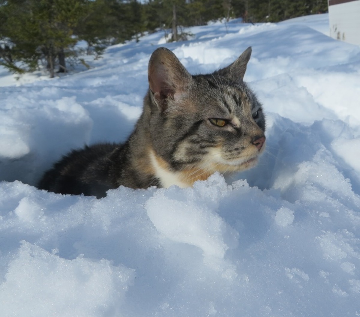 gatto arrabbiato