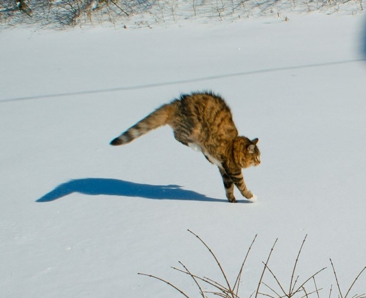 gatto non tocca neve