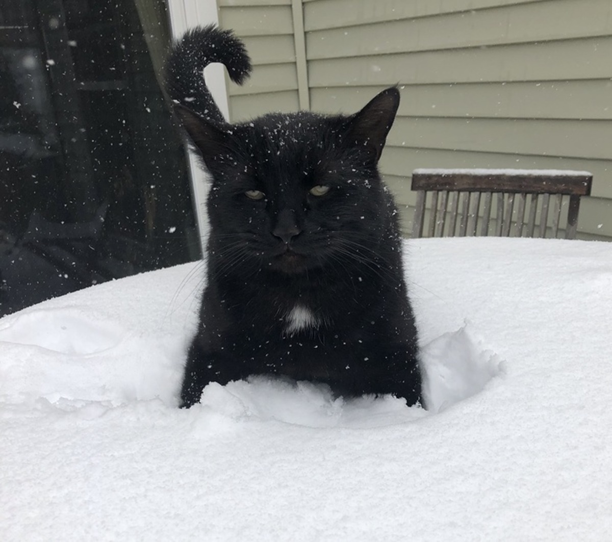 gatto nero nella neve