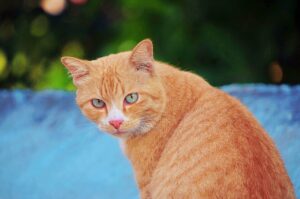 Gatti arancioni: 3 curiosità che ti stupiranno