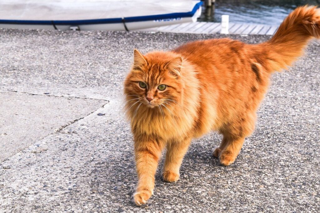 gatto tenero cammina