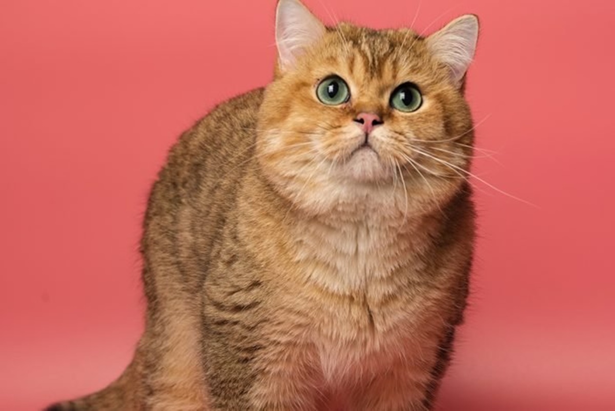 british shorthair arancio