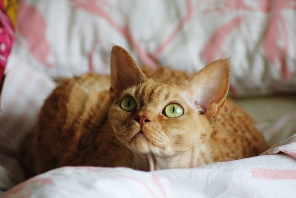 devon rex arancione