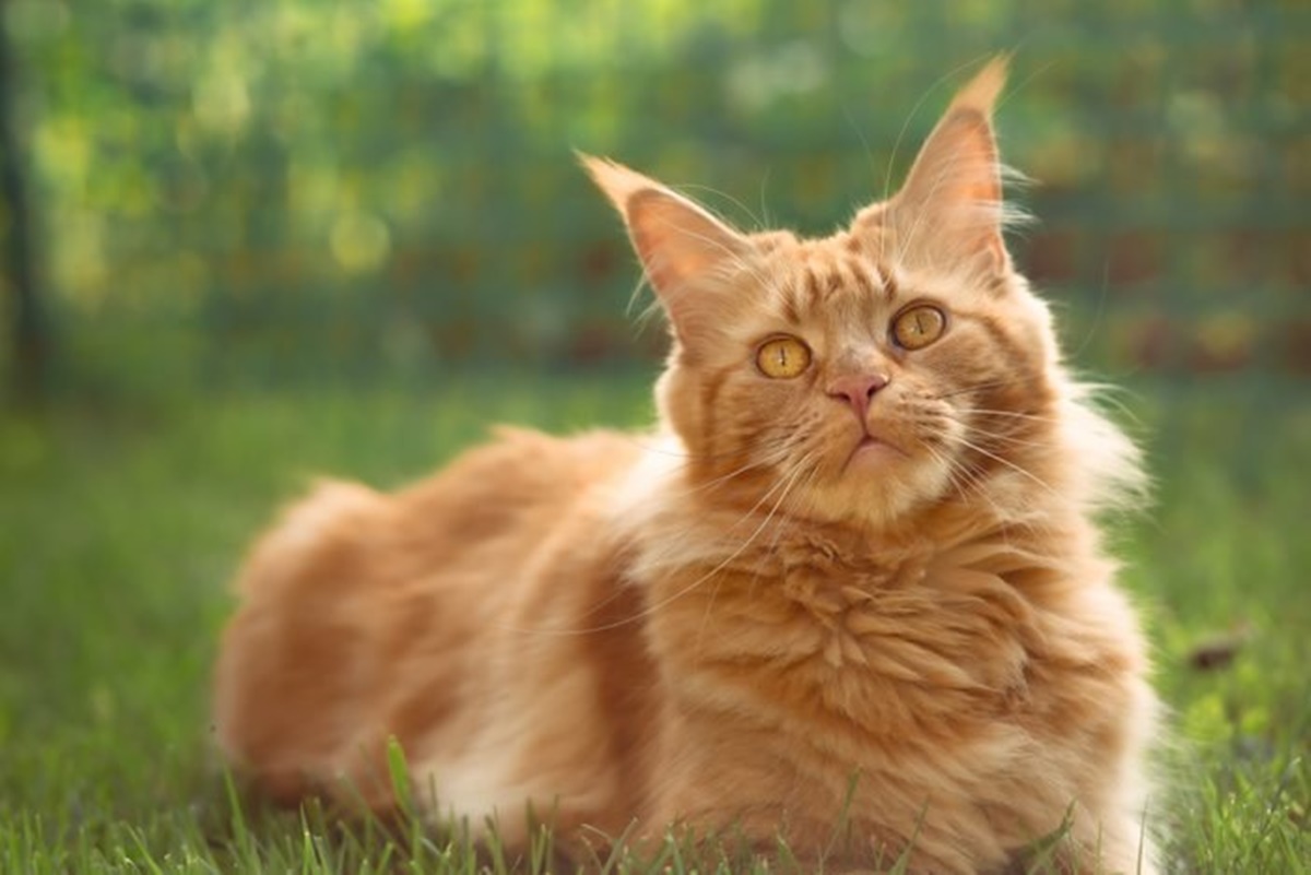 maine coon arancio