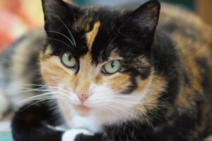 È vero che i gatti calico e tartarugati sono sempre femmine?