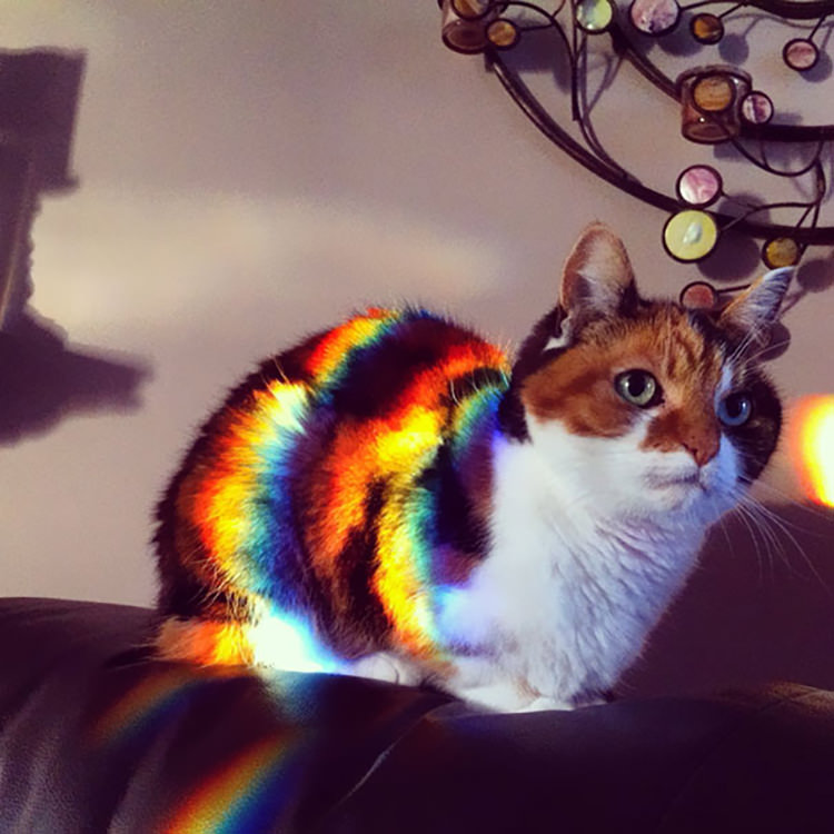 gatto arcobaleno