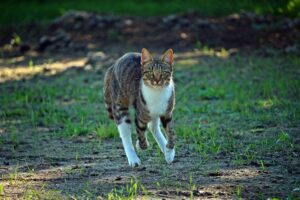 I gatti corrono più velocemente degli umani?