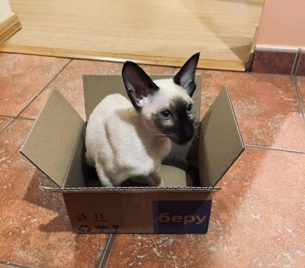 gatto scatola vuota