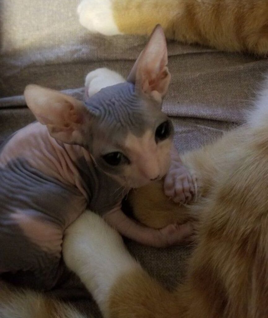 felino sphynx tenero