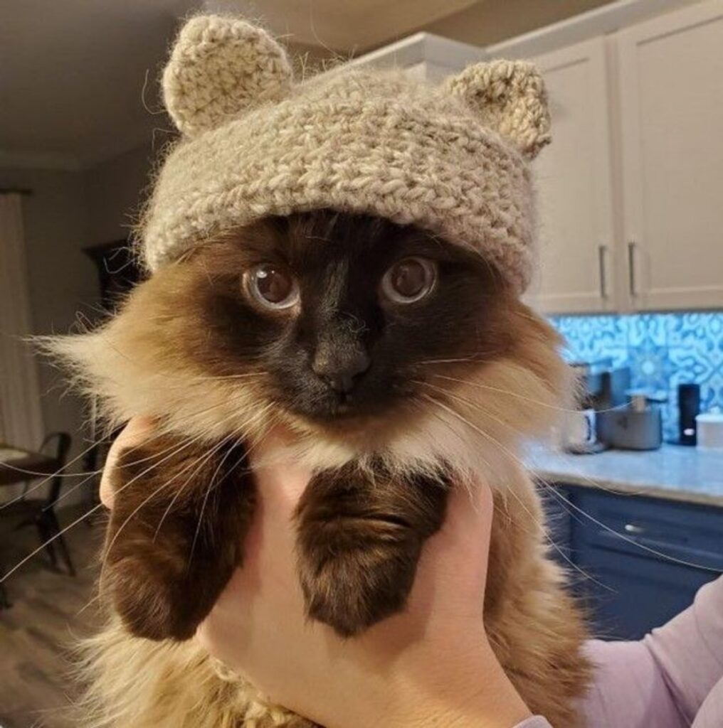 gatto cappello pelo