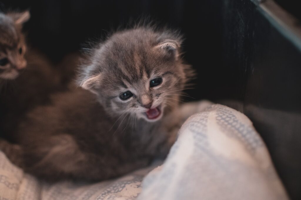 gattino sul letto