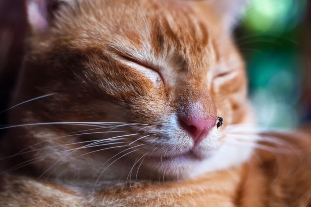 gatto con zanzara sul naso