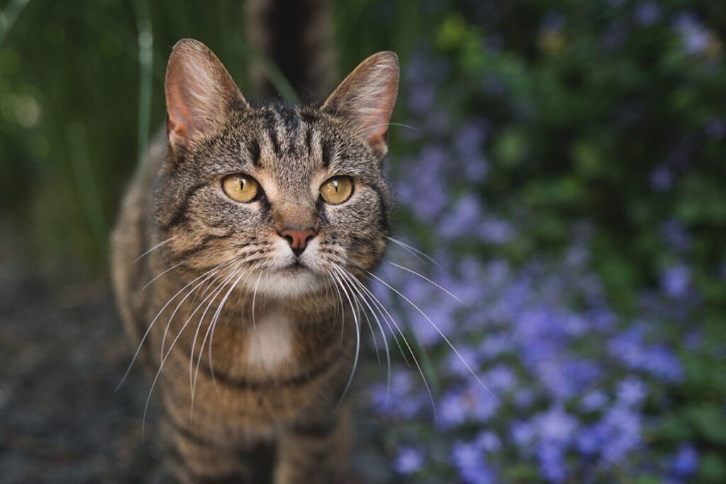 gatto in campagna