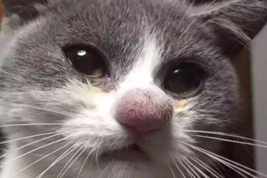 gatto con allergia
