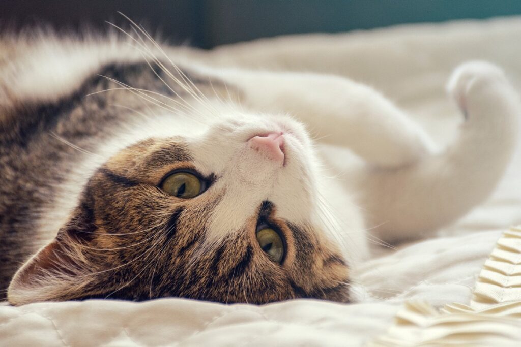 gatto sul letto