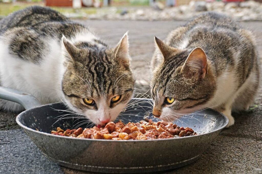 gatti che mangiano insieme