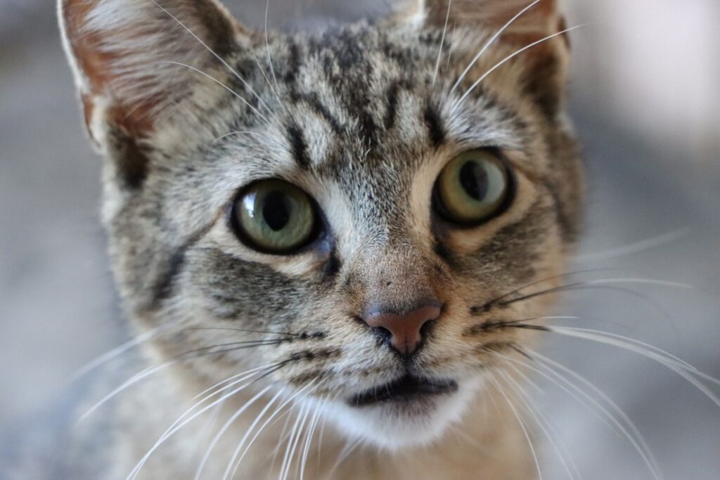 gatto con l'espressione perplessa