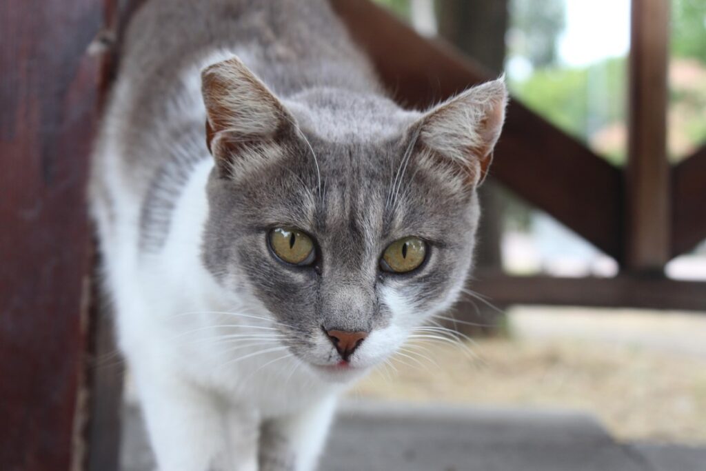 gatto curioso