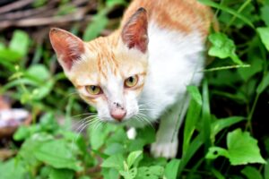 I gatti possono mangiare il rabarbaro o è pericoloso?