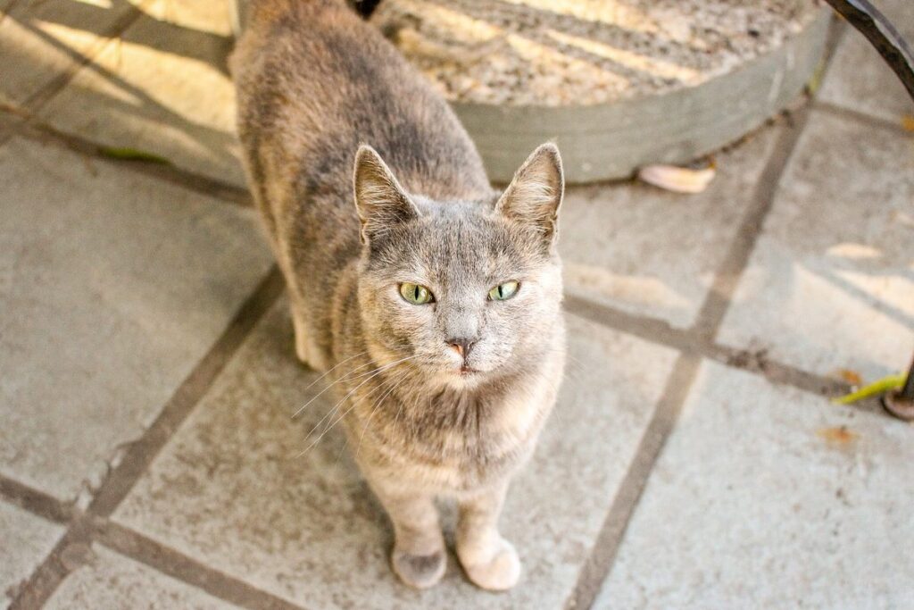 gatto che guarda all'insù