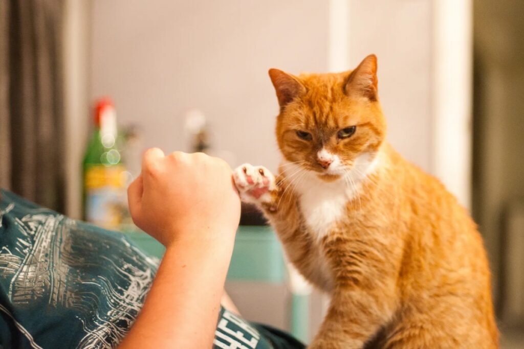 gatto dà il cinque a umano