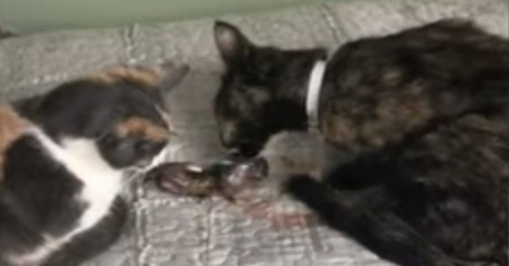 due gattine con un cucciolo appena nato