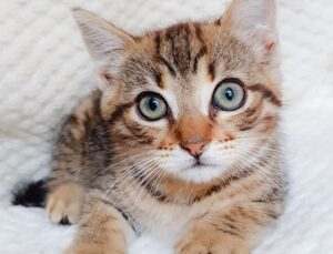 Gattina in adozione: cercasi famiglia per una cucciolotta dagli occhi grandi