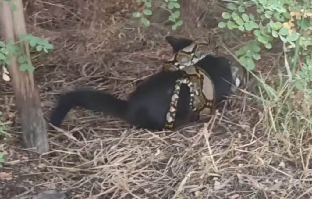 gatto nero attaccato da pitone