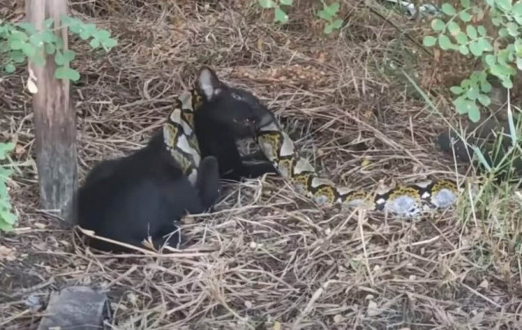 gatto nero attaccato da pitone