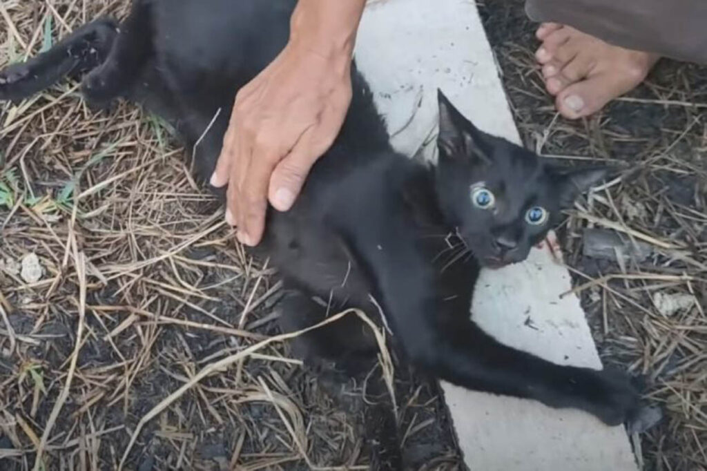 gatto nero sdraiato