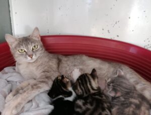 Gattini in adozione: tre cuccioletti in cerca di casa da fine giugno