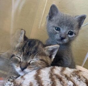 Gattini alimentati con un sondino: ora sono una gioia per gli occhi
