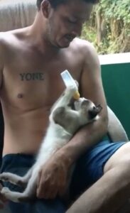 Il gattino beve dal biberon come un bambino: il video che ha fatto impazzire il web
